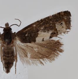  Female. © Loren Jones. Image used with permission.
